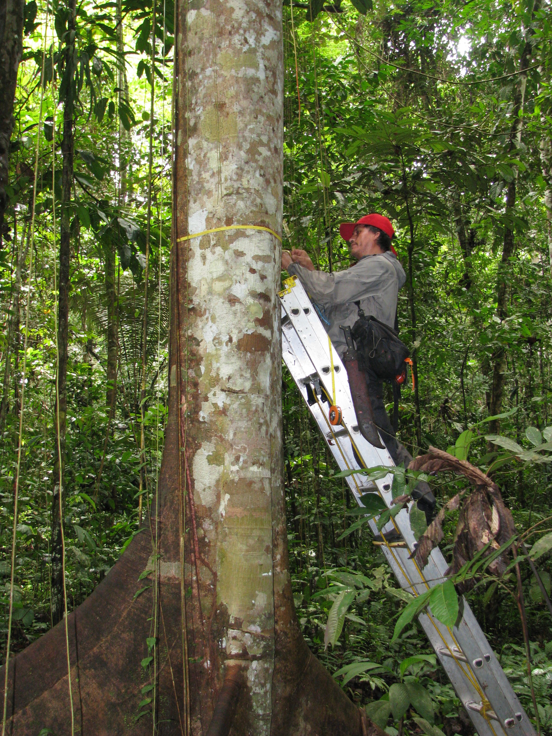 Crédit : Roel Brienen - Abel Monteagudo measuring a large Amazon tree, Peru